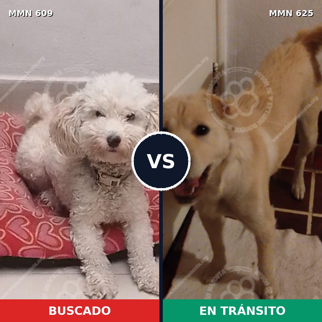 Comparativa MMS 9176: mascota perdida y mascota encontrada, 47% de similitud