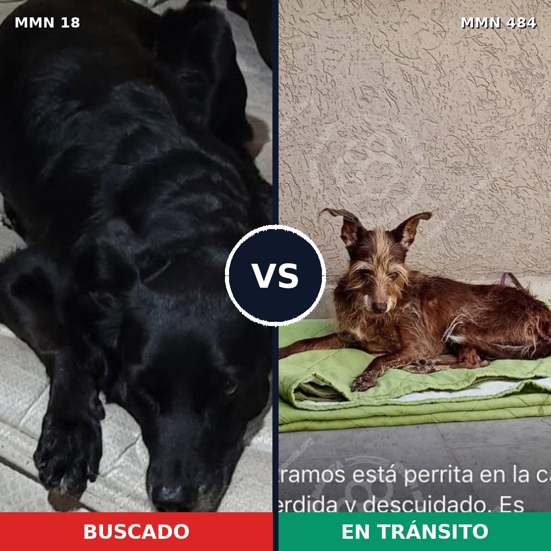 Comparativa MMS 918: mascota perdida y mascota encontrada, 60% de similitud
