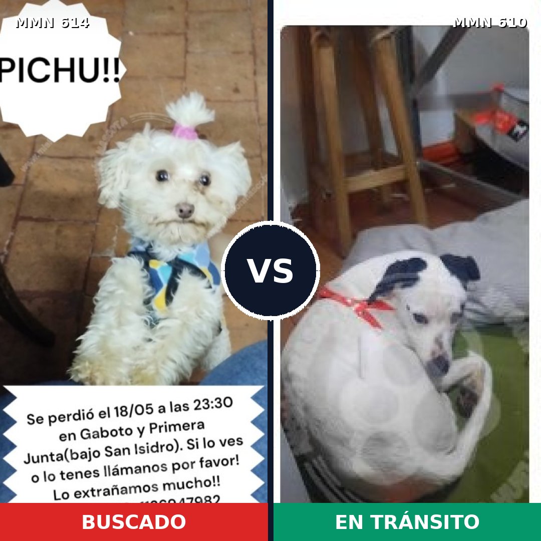 Comparativa MMS 9188: mascota perdida y mascota encontrada, 28% de similitud