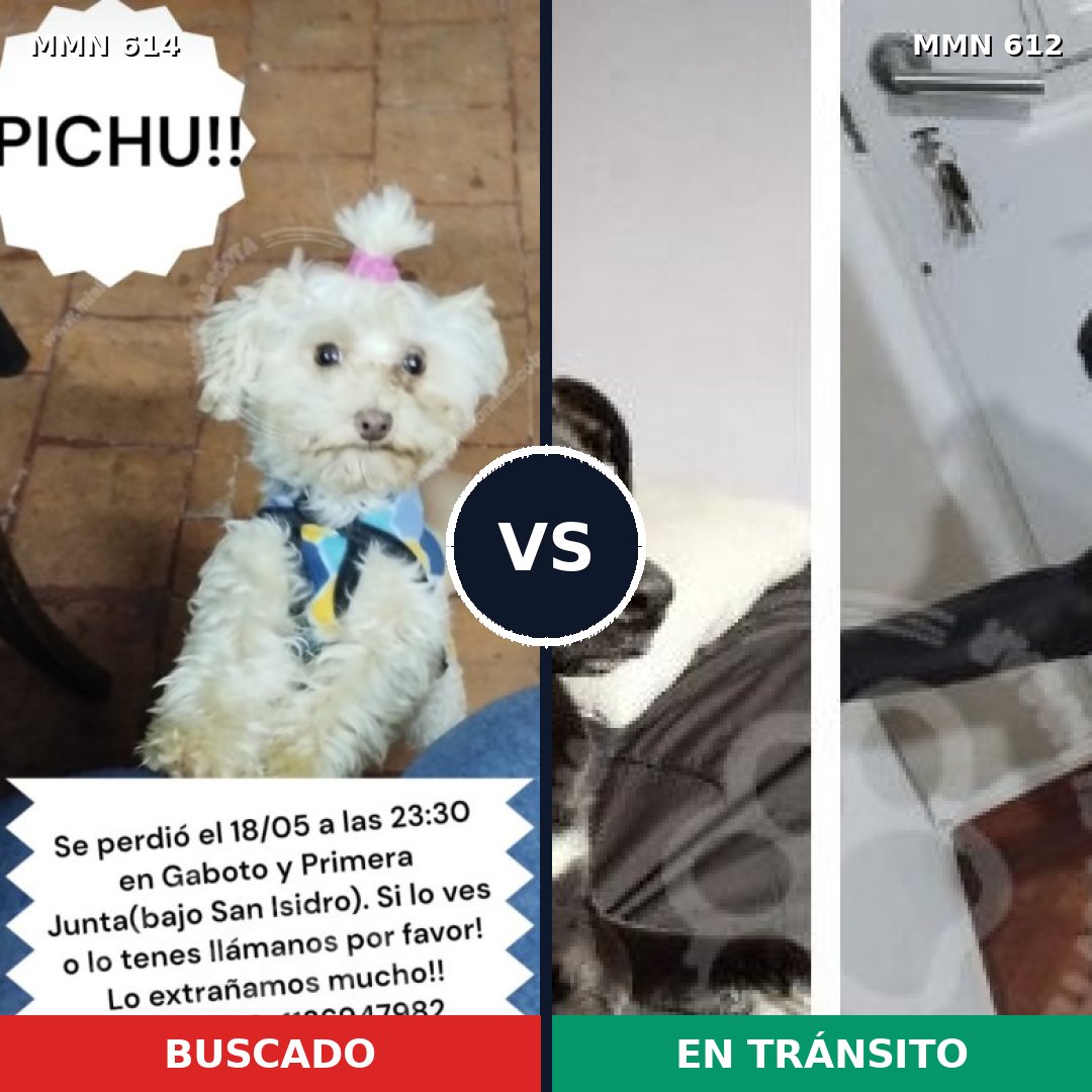 Comparativa MMS 9189: mascota perdida y mascota encontrada, 25% de similitud