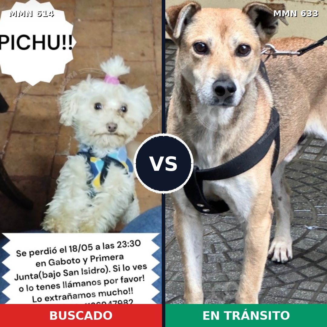 Comparativa MMS 9190: mascota perdida y mascota encontrada, 25% de similitud