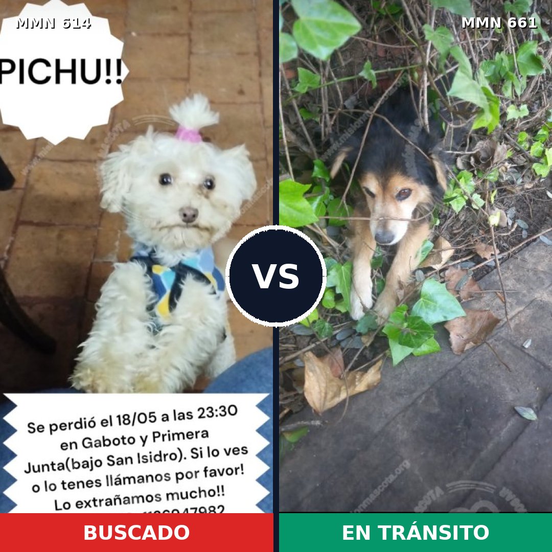 Comparativa MMS 9192: mascota perdida y mascota encontrada, 36% de similitud
