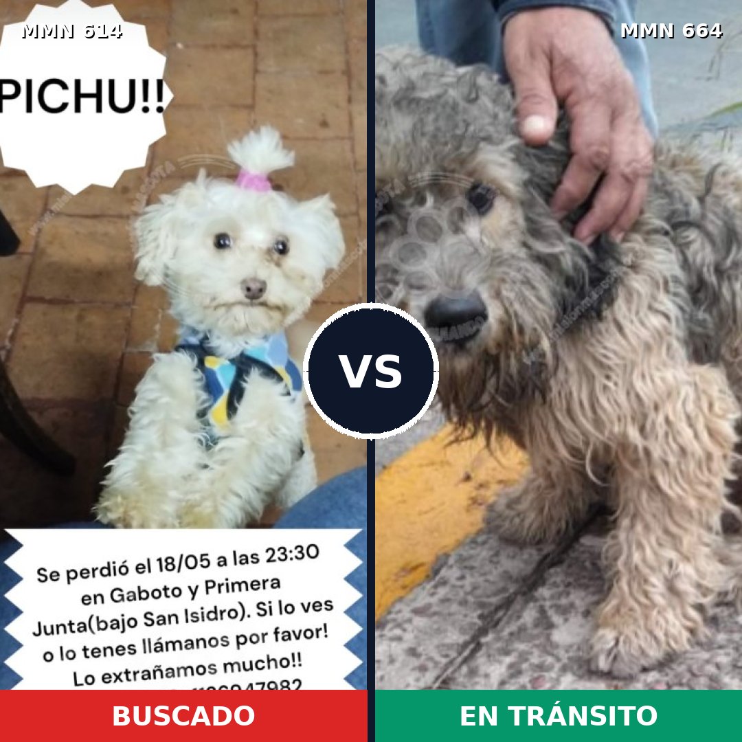 Comparativa MMS 9193: mascota perdida y mascota encontrada, 21% de similitud