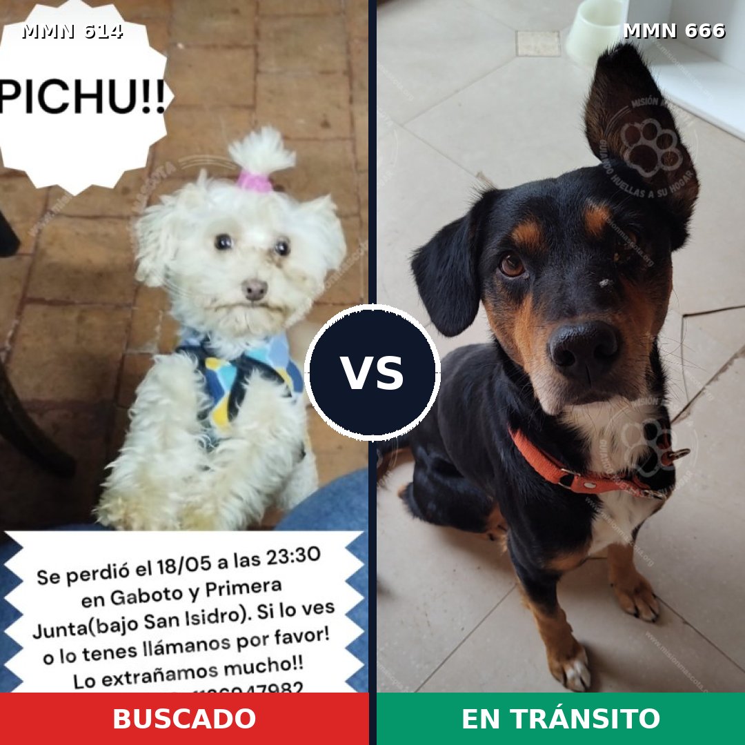 Comparativa MMS 9194: mascota perdida y mascota encontrada, 32% de similitud