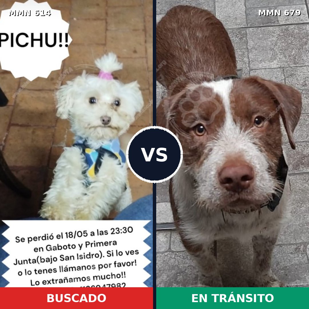Comparativa MMS 9195: mascota perdida y mascota encontrada, 25% de similitud