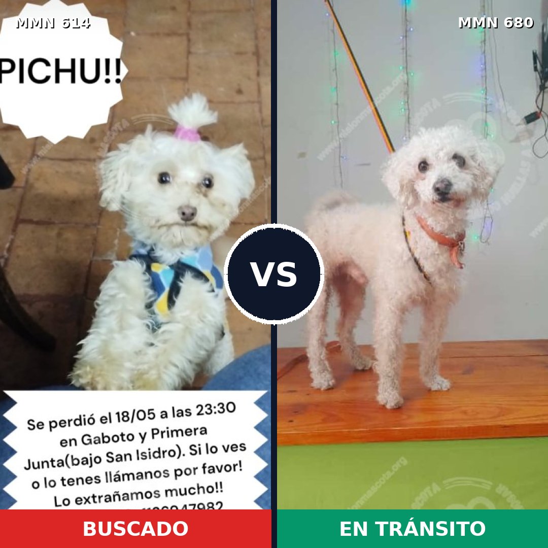 Comparativa MMS 9196: mascota perdida y mascota encontrada, 74% de similitud