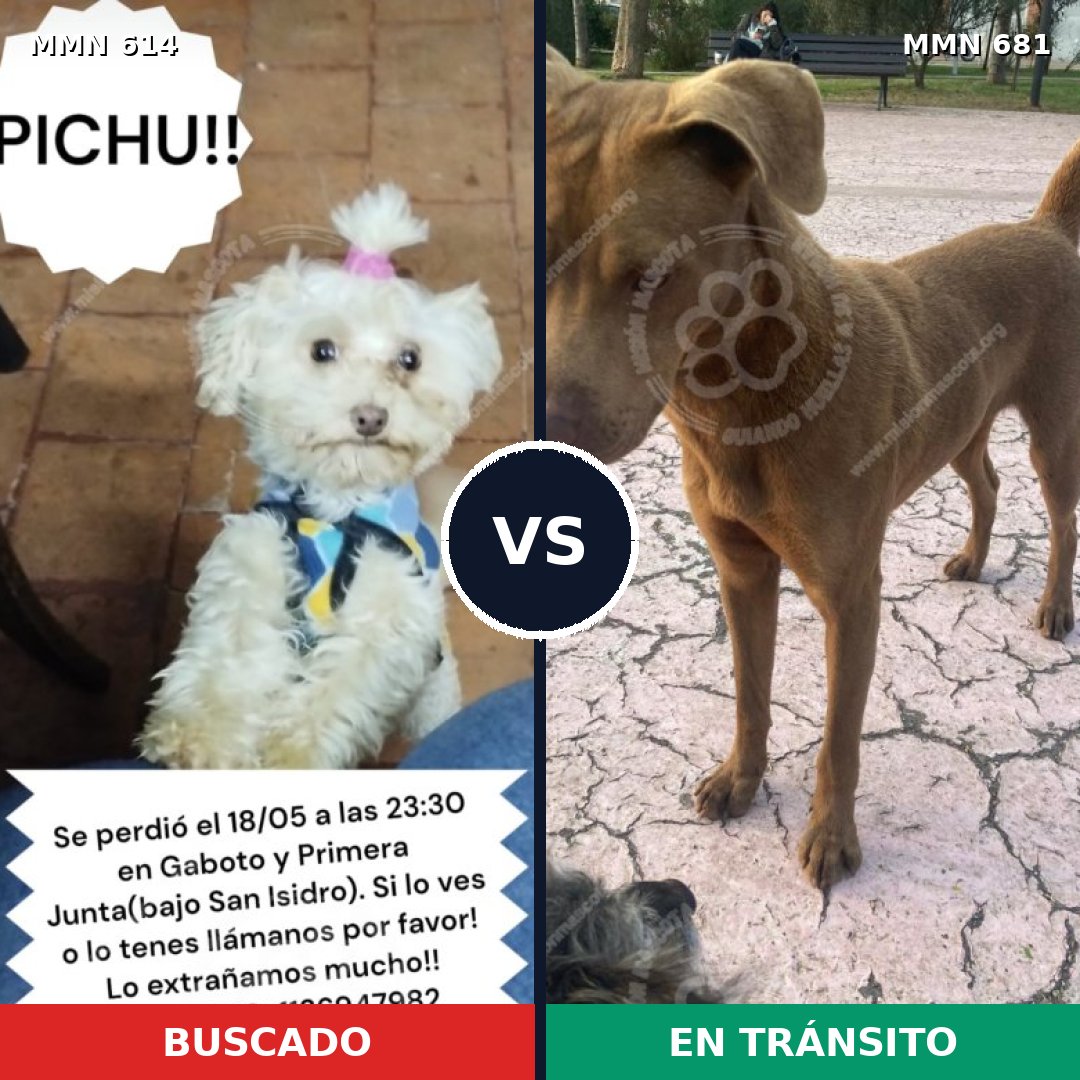 Comparativa MMS 9197: mascota perdida y mascota encontrada, 21% de similitud