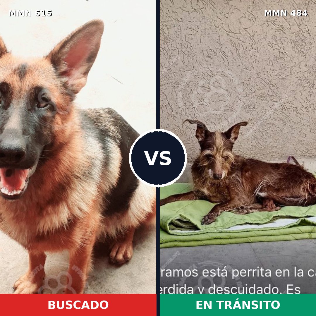 Comparativa MMS 9199: mascota perdida y mascota encontrada, 32% de similitud