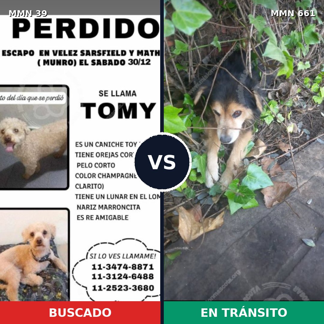 Comparativa MMS 92: mascota perdida y mascota encontrada, 35% de similitud