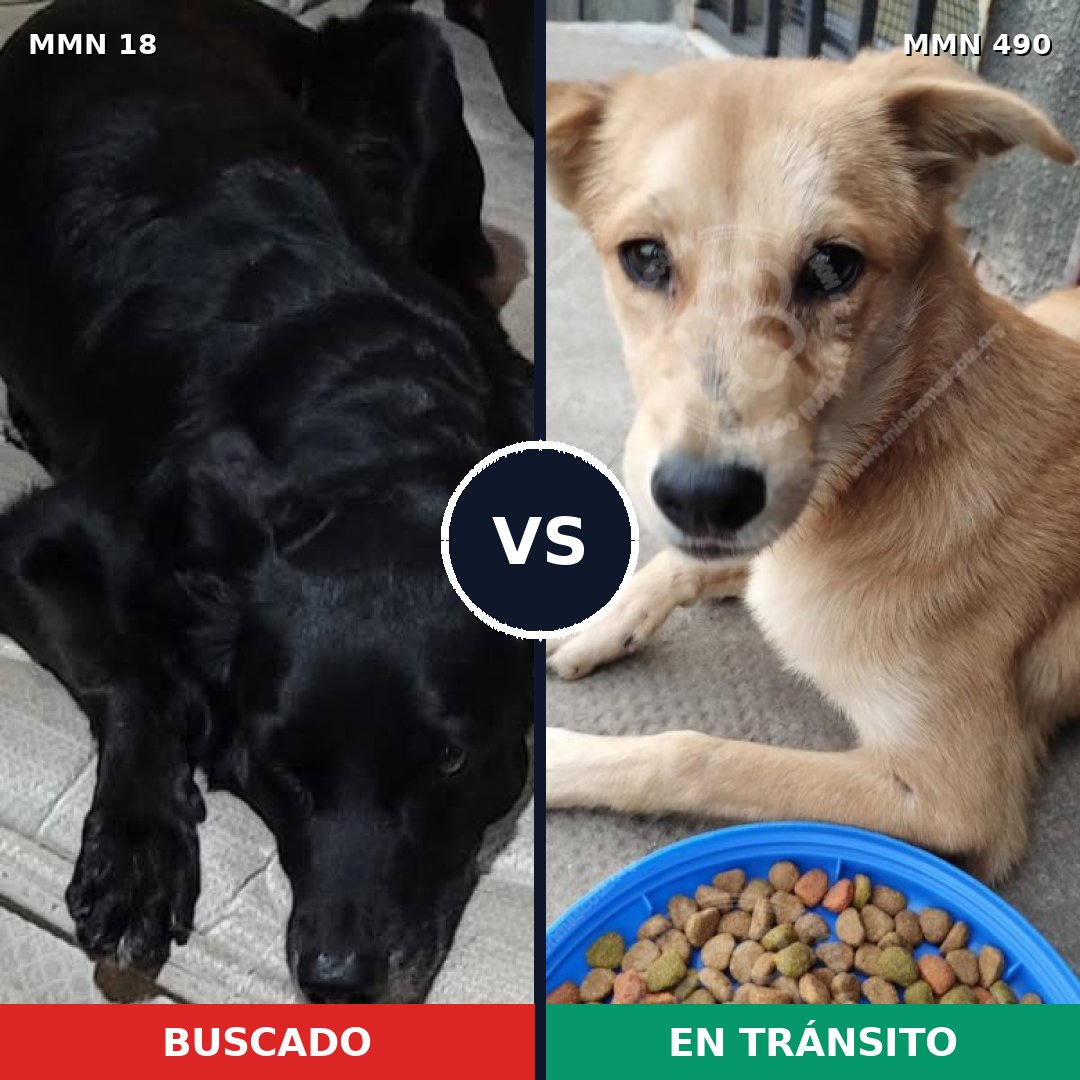 Comparativa MMS 920: mascota perdida y mascota encontrada, 46% de similitud