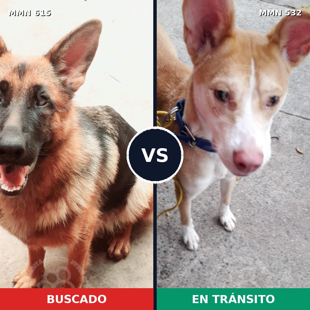 Comparativa MMS 9202: mascota perdida y mascota encontrada, 28% de similitud