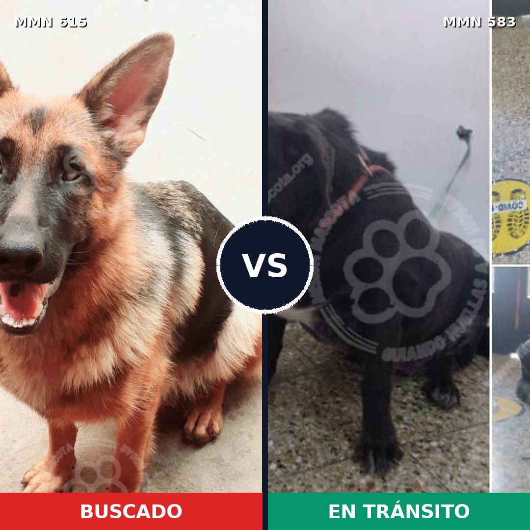 Comparativa MMS 9203: mascota perdida y mascota encontrada, 35% de similitud