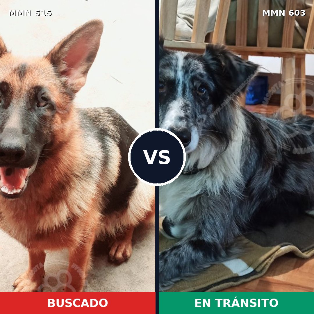 Comparativa MMS 9204: mascota perdida y mascota encontrada, 51% de similitud