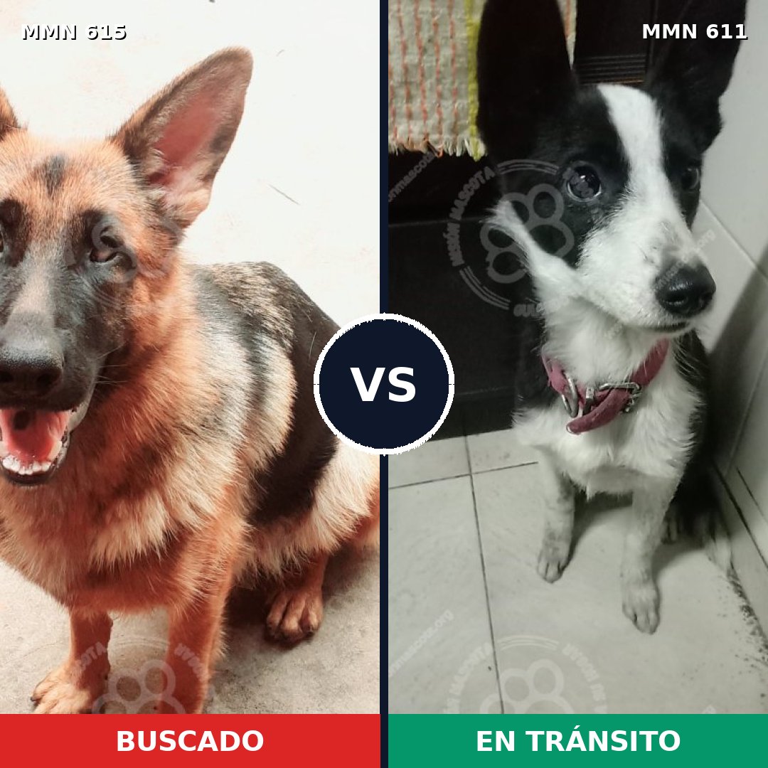 Comparativa MMS 9205: mascota perdida y mascota encontrada, 36% de similitud