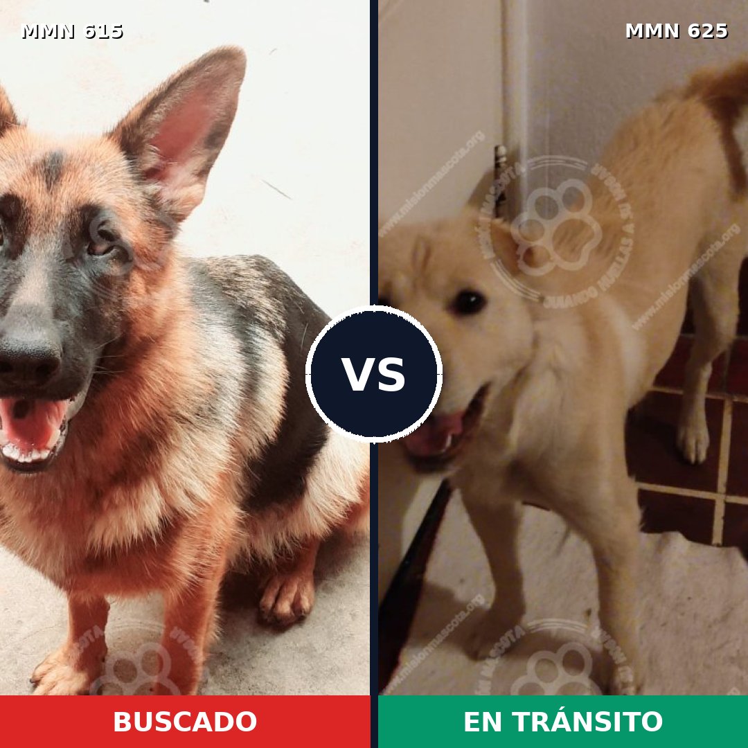 Comparativa MMS 9206: mascota perdida y mascota encontrada, 32% de similitud