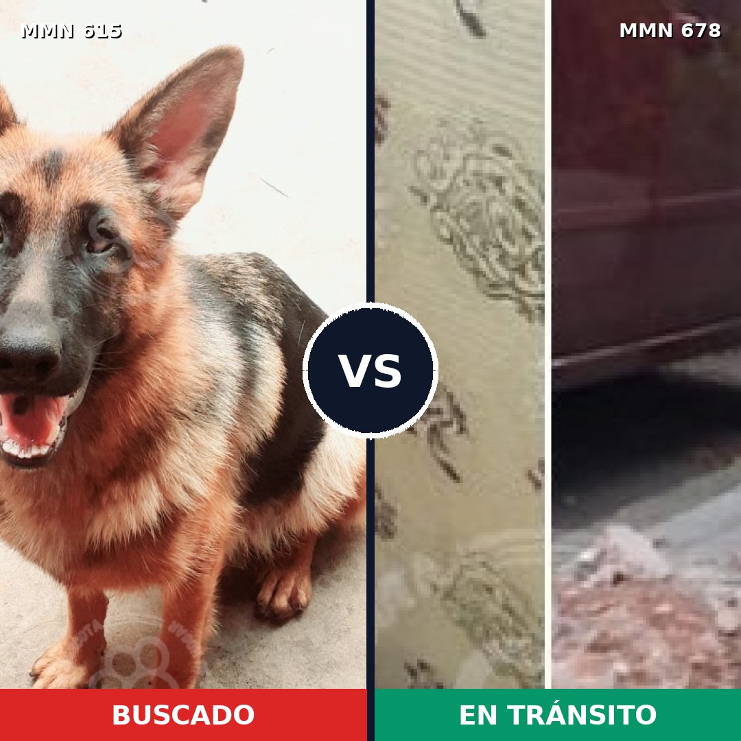 Comparativa MMS 9207: mascota perdida y mascota encontrada, 38% de similitud