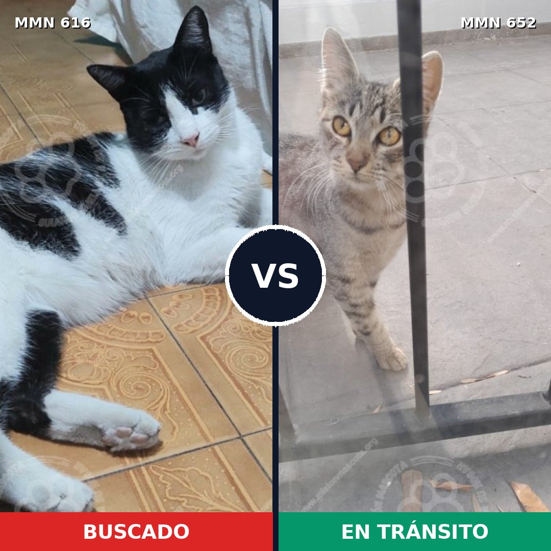 Comparativa MMS 9208: mascota perdida y mascota encontrada, 71% de similitud