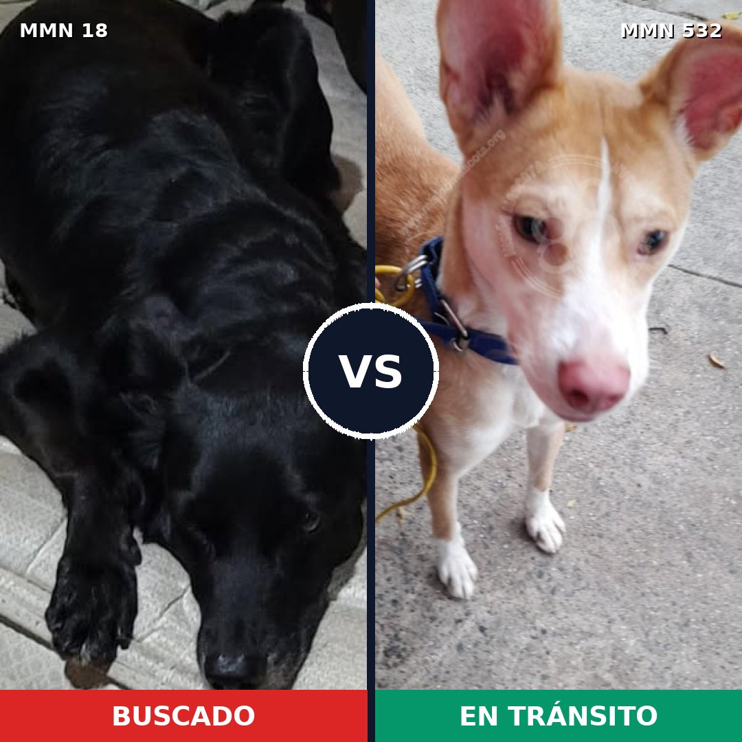 Comparativa MMS 921: mascota perdida y mascota encontrada, 62% de similitud
