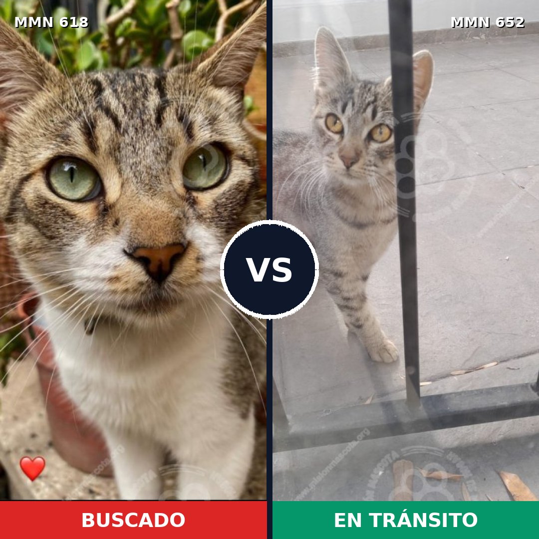 Comparativa MMS 9214: mascota perdida y mascota encontrada, 55% de similitud