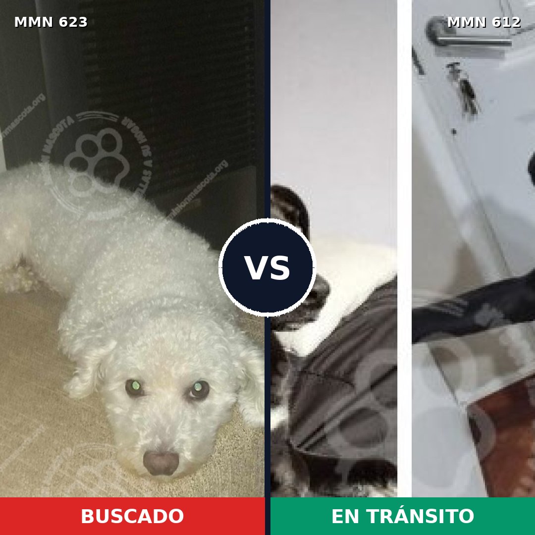 Comparativa MMS 9219: mascota perdida y mascota encontrada, 32% de similitud