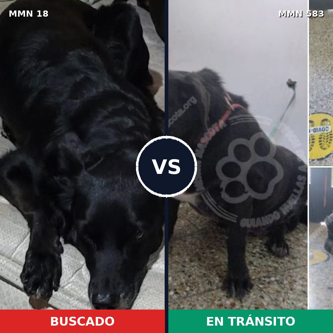 Comparativa MMS 922: mascota perdida y mascota encontrada, 73% de similitud