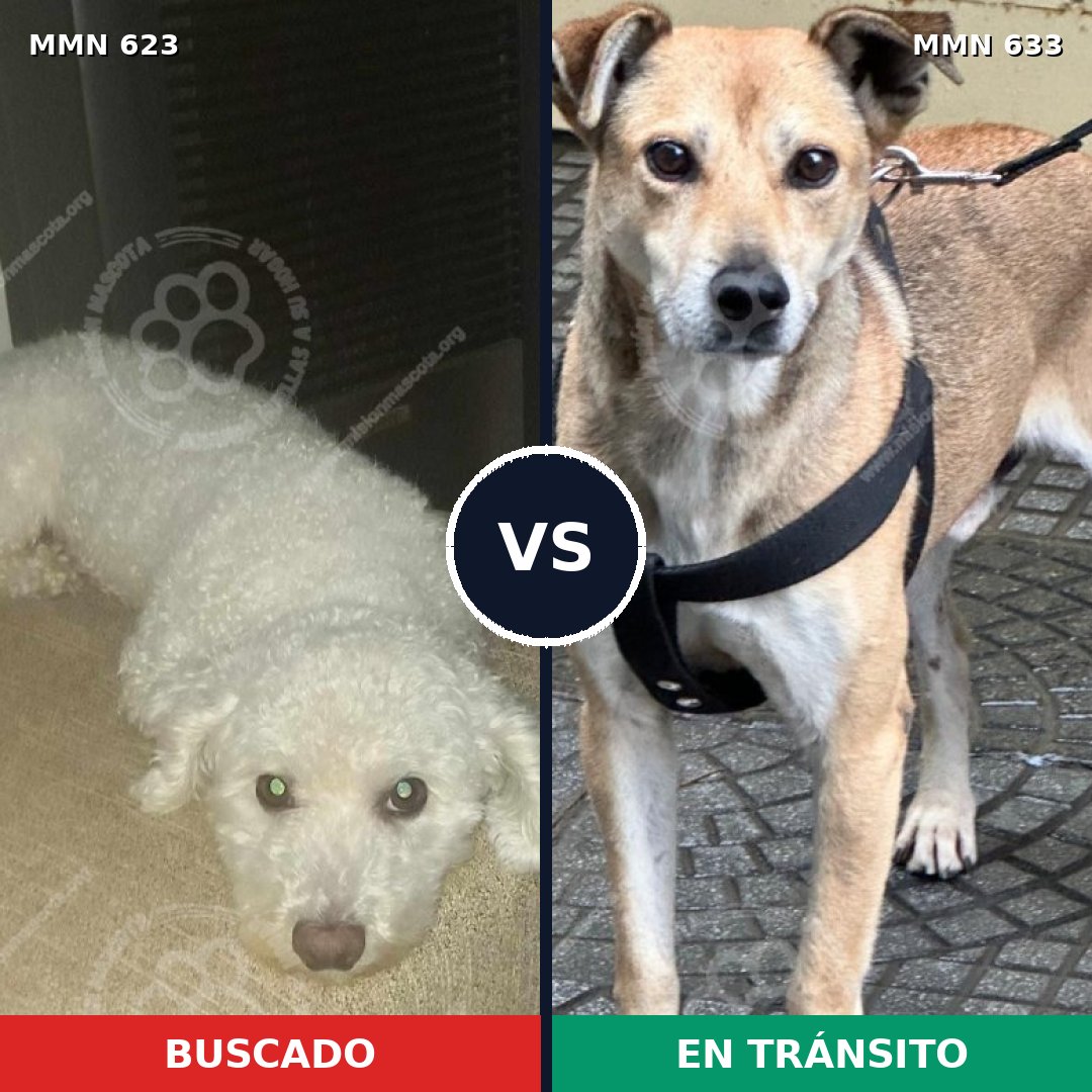 Comparativa MMS 9220: mascota perdida y mascota encontrada, 34% de similitud