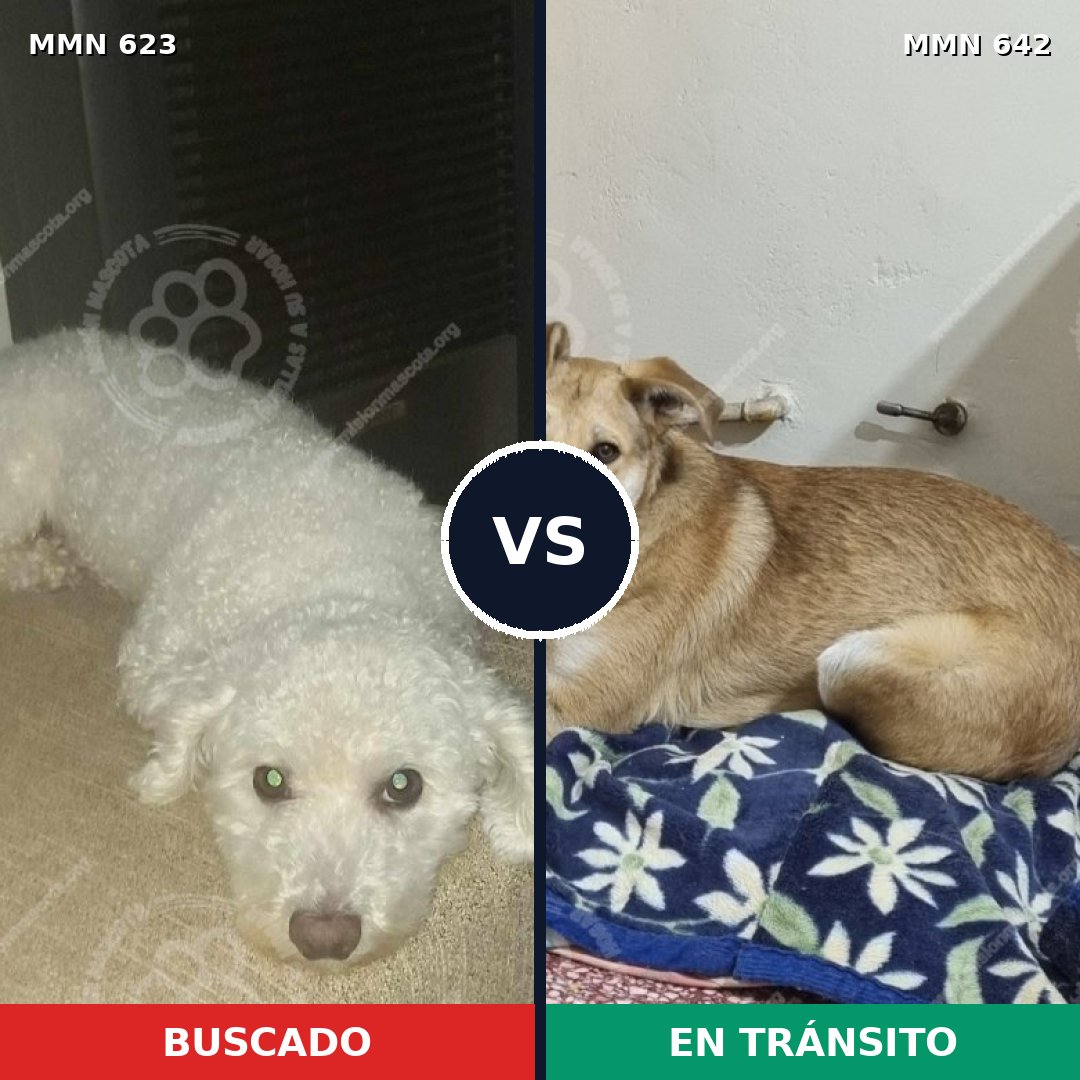 Comparativa MMS 9221: mascota perdida y mascota encontrada, 16% de similitud