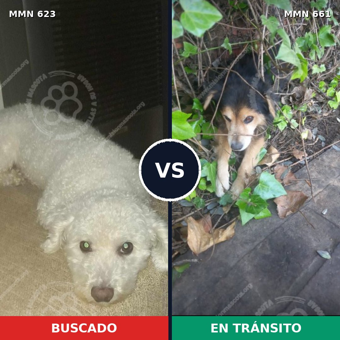Comparativa MMS 9222: mascota perdida y mascota encontrada, 48% de similitud
