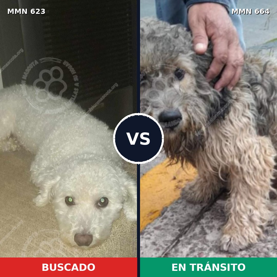 Comparativa MMS 9223: mascota perdida y mascota encontrada, 22% de similitud