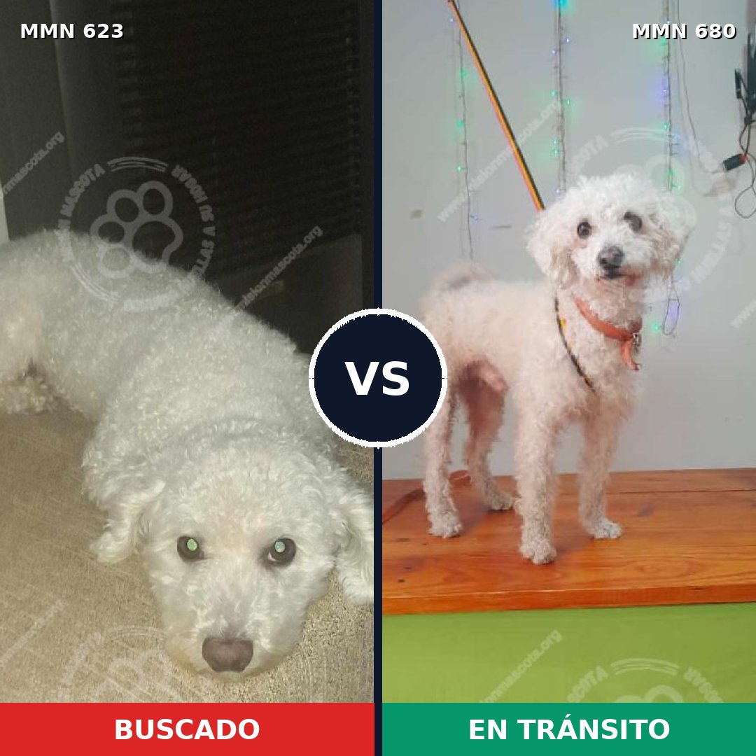 Comparativa MMS 9226: mascota perdida y mascota encontrada, 99% de similitud