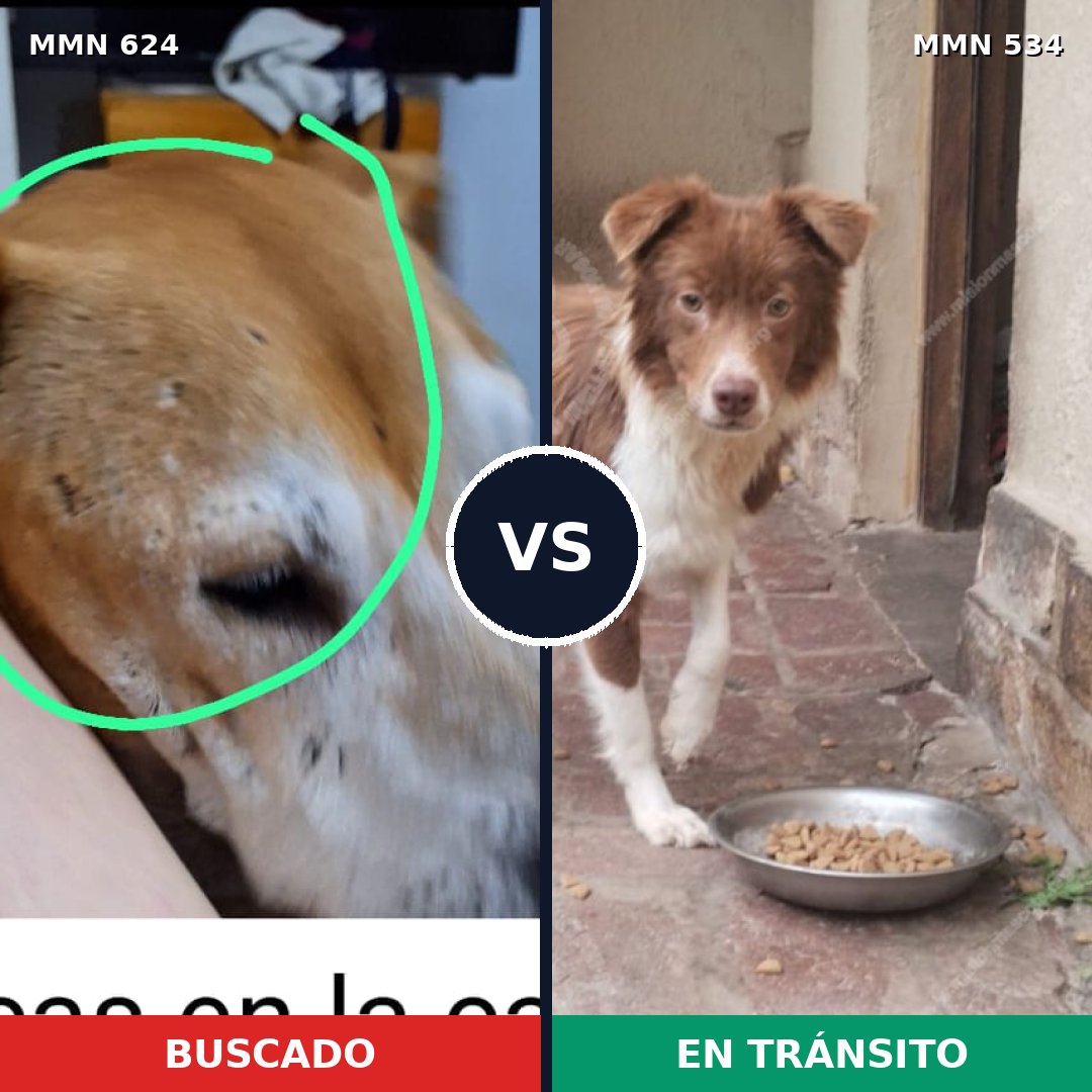 Comparativa MMS 9228: mascota perdida y mascota encontrada, 37% de similitud