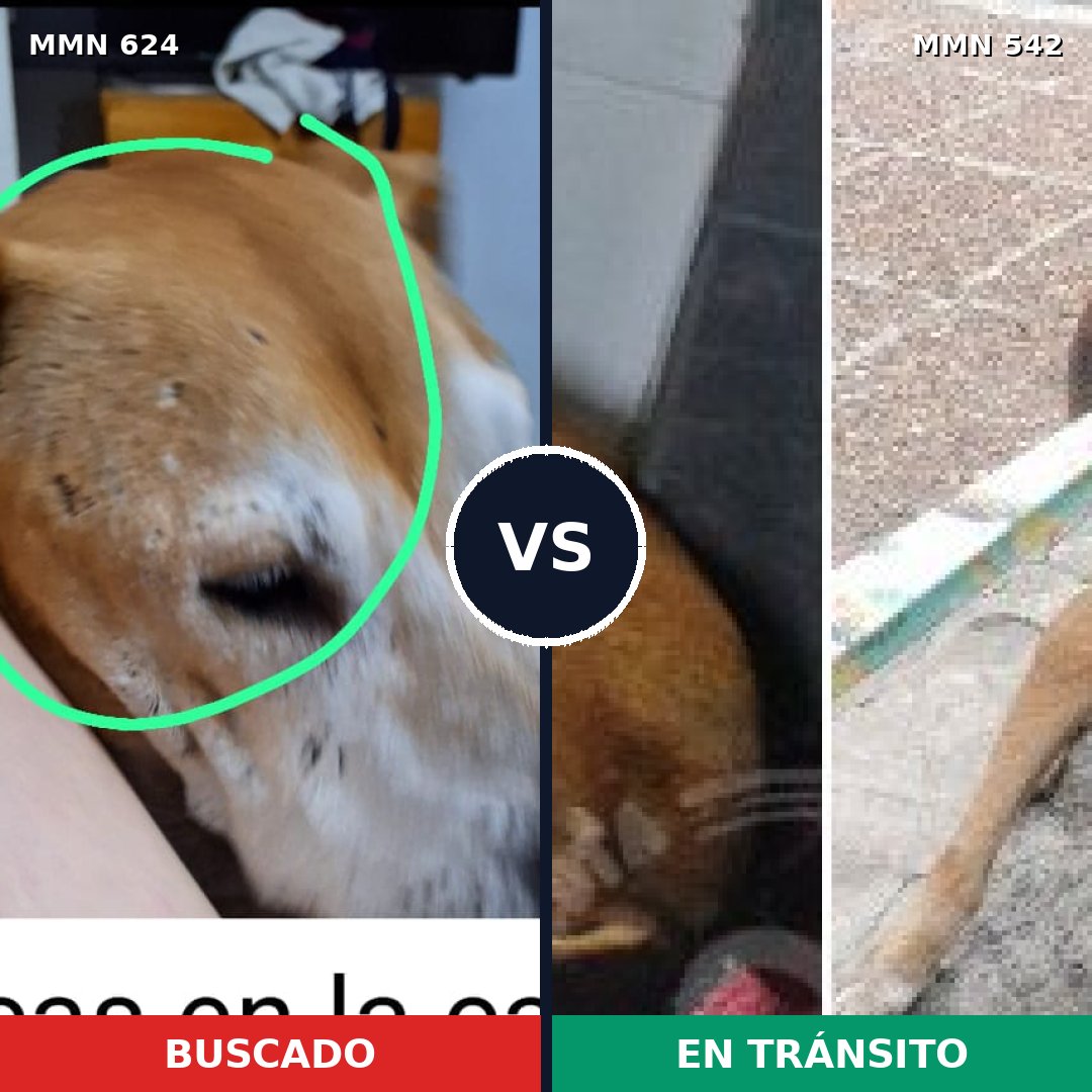 Comparativa MMS 9229: mascota perdida y mascota encontrada, 47% de similitud