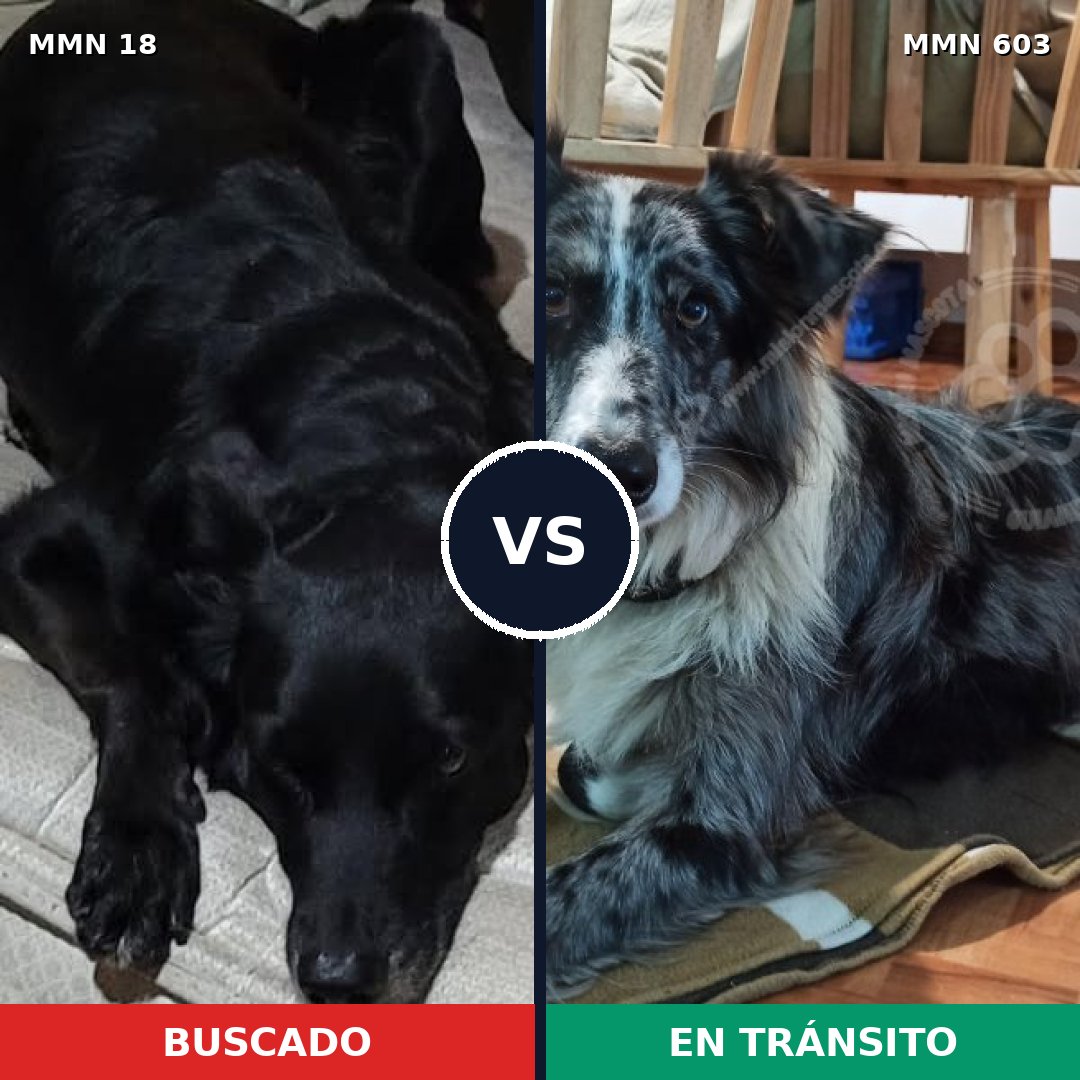 Comparativa MMS 923: mascota perdida y mascota encontrada, 49% de similitud