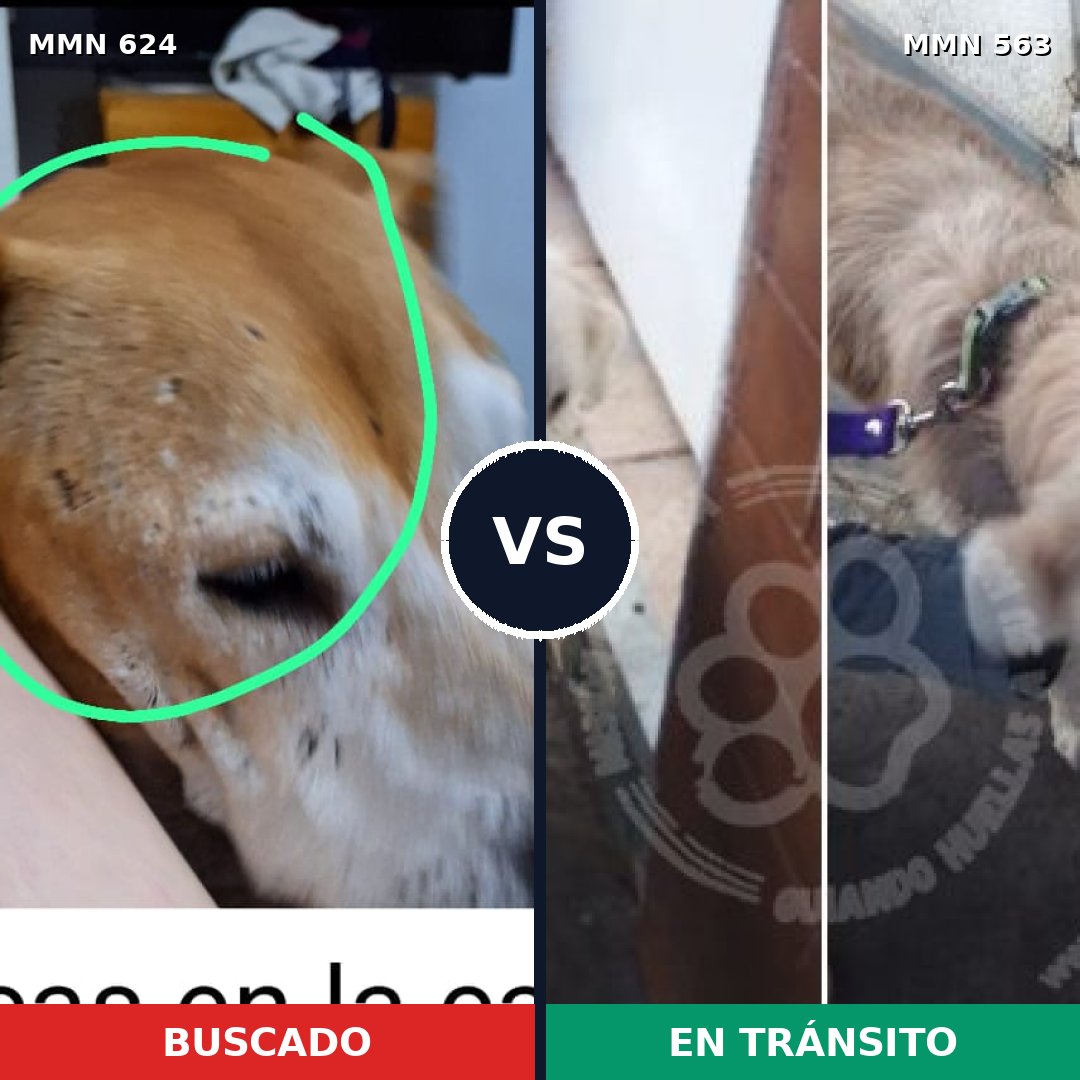 Comparativa MMS 9231: mascota perdida y mascota encontrada, 36% de similitud