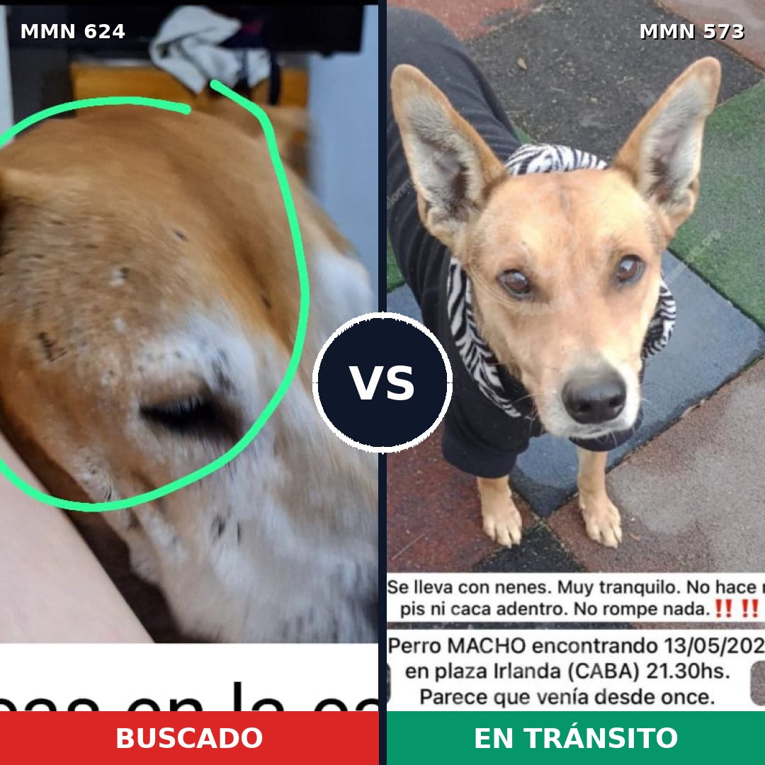 Comparativa MMS 9232: mascota perdida y mascota encontrada, 37% de similitud