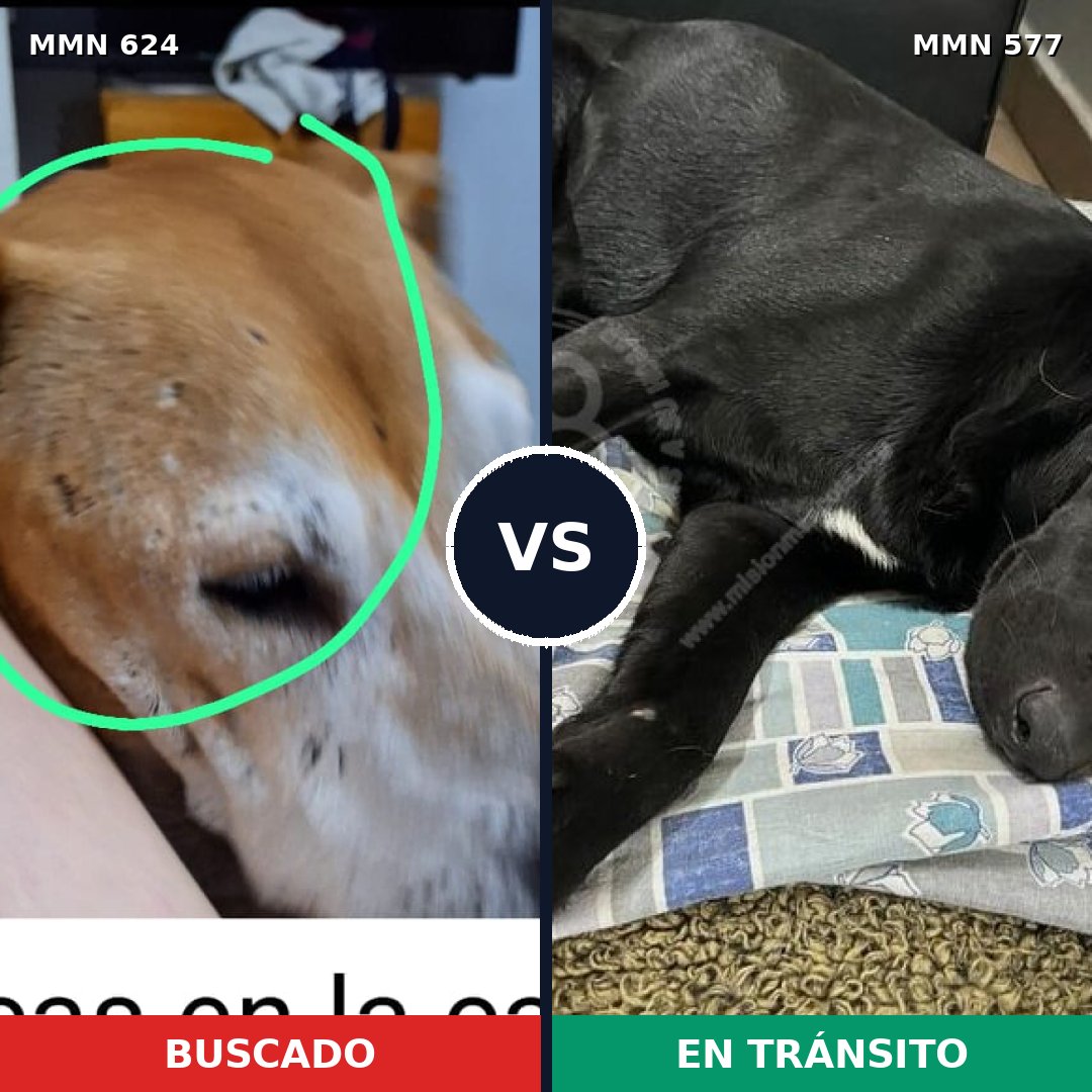 Comparativa MMS 9233: mascota perdida y mascota encontrada, 41% de similitud