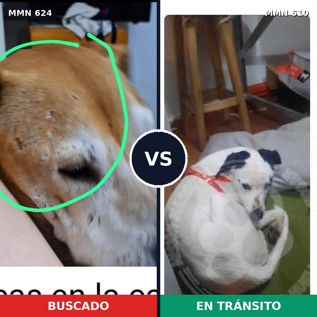 Comparativa MMS 9235: mascota perdida y mascota encontrada, 39% de similitud