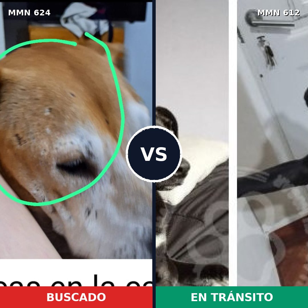 Comparativa MMS 9236: mascota perdida y mascota encontrada, 41% de similitud