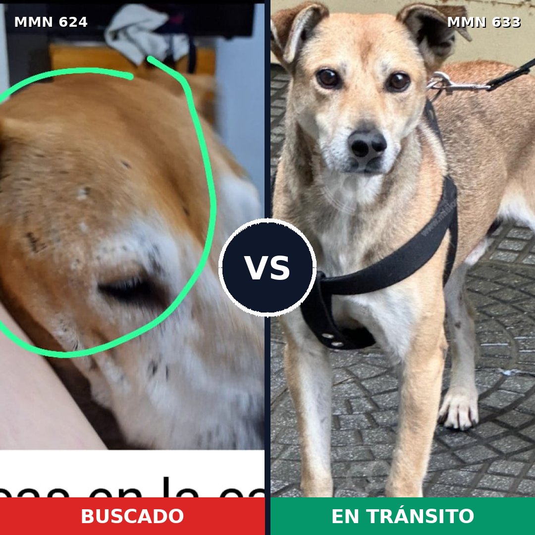 Comparativa MMS 9237: mascota perdida y mascota encontrada, 50% de similitud