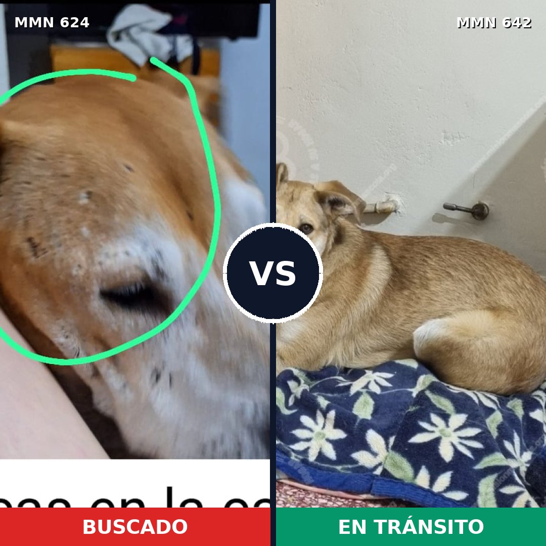 Comparativa MMS 9238: mascota perdida y mascota encontrada, 55% de similitud