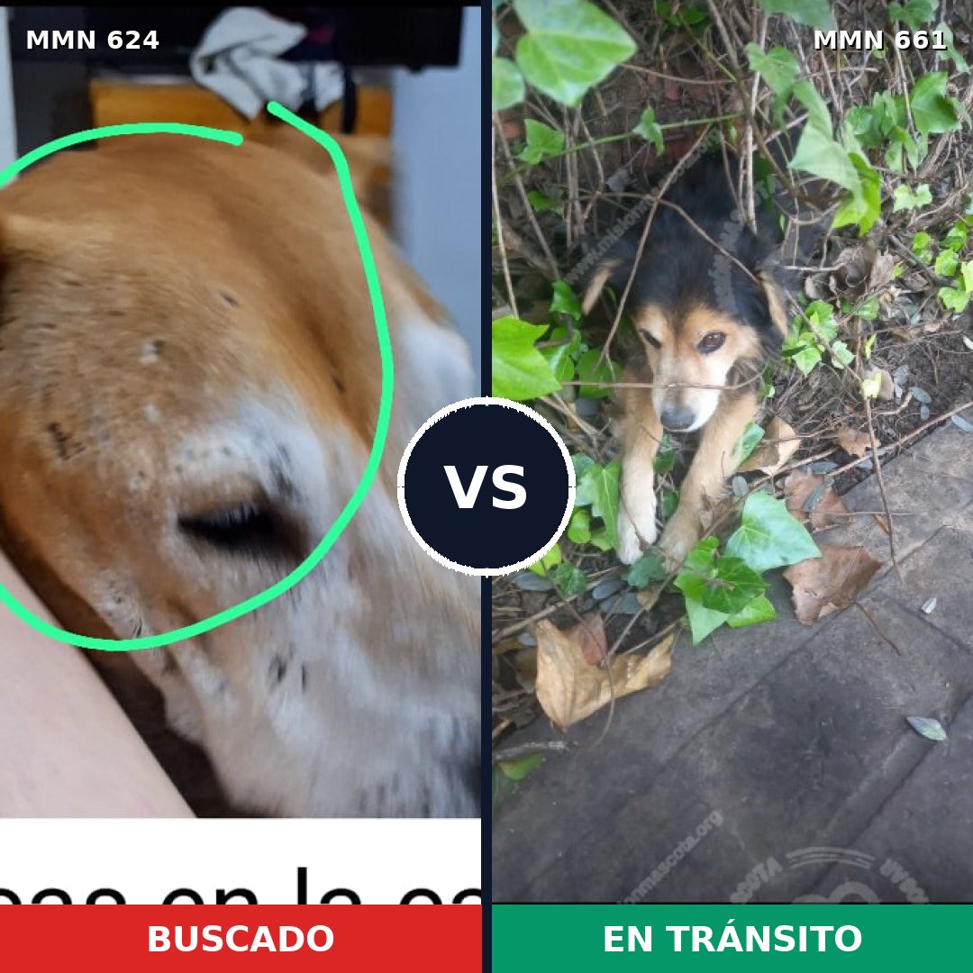 Comparativa MMS 9239: mascota perdida y mascota encontrada, 29% de similitud