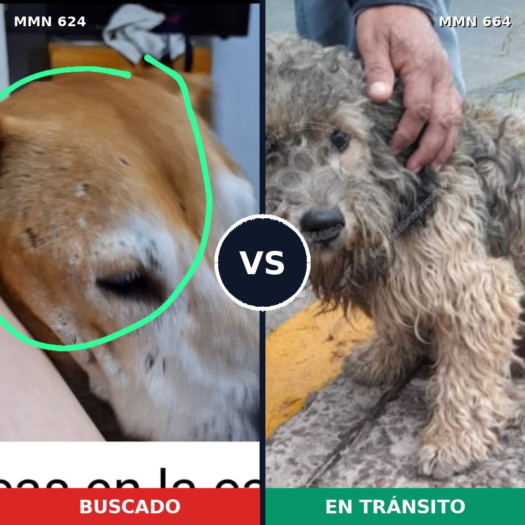 Comparativa MMS 9240: mascota perdida y mascota encontrada, 43% de similitud