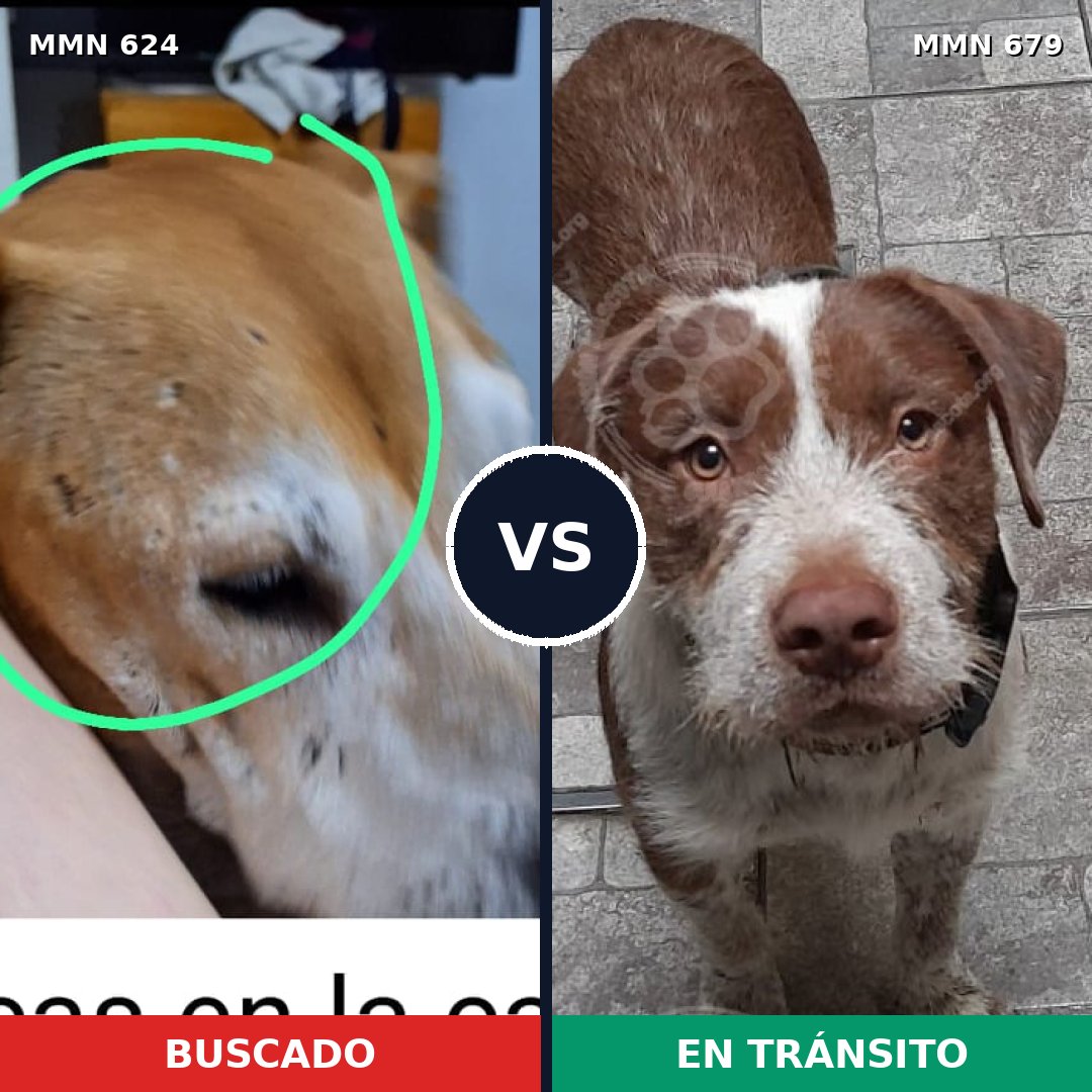 Comparativa MMS 9242: mascota perdida y mascota encontrada, 51% de similitud