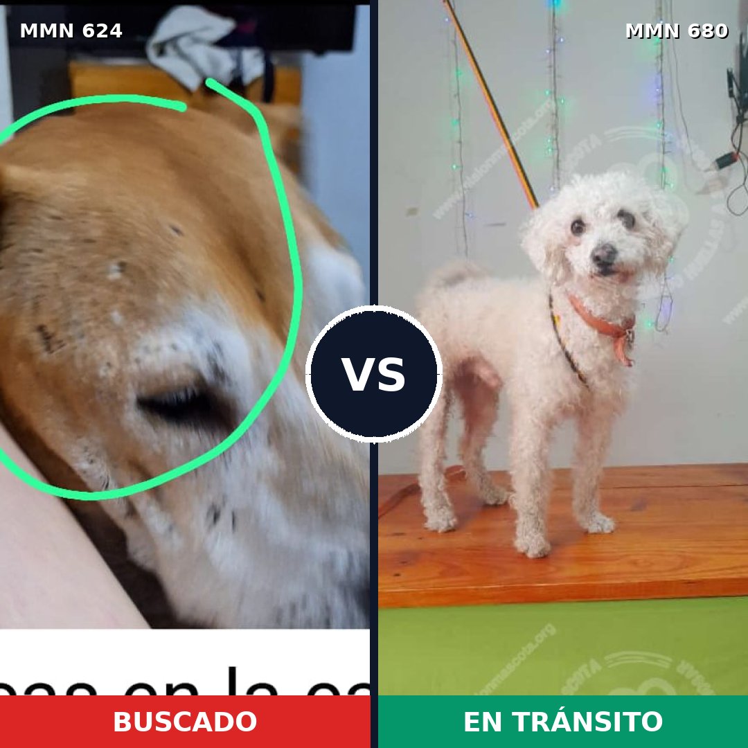 Comparativa MMS 9243: mascota perdida y mascota encontrada, 31% de similitud