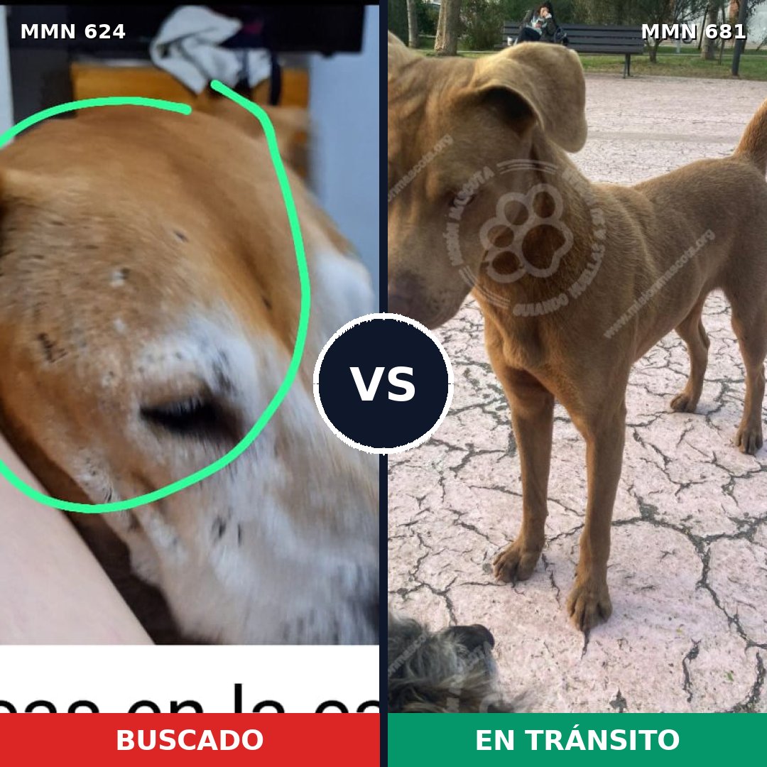 Comparativa MMS 9244: mascota perdida y mascota encontrada, 49% de similitud