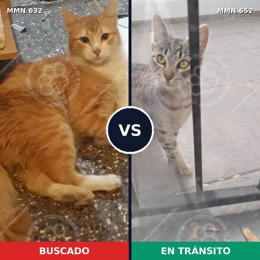 Comparativa MMS 9245: mascota perdida y mascota encontrada, 67% de similitud