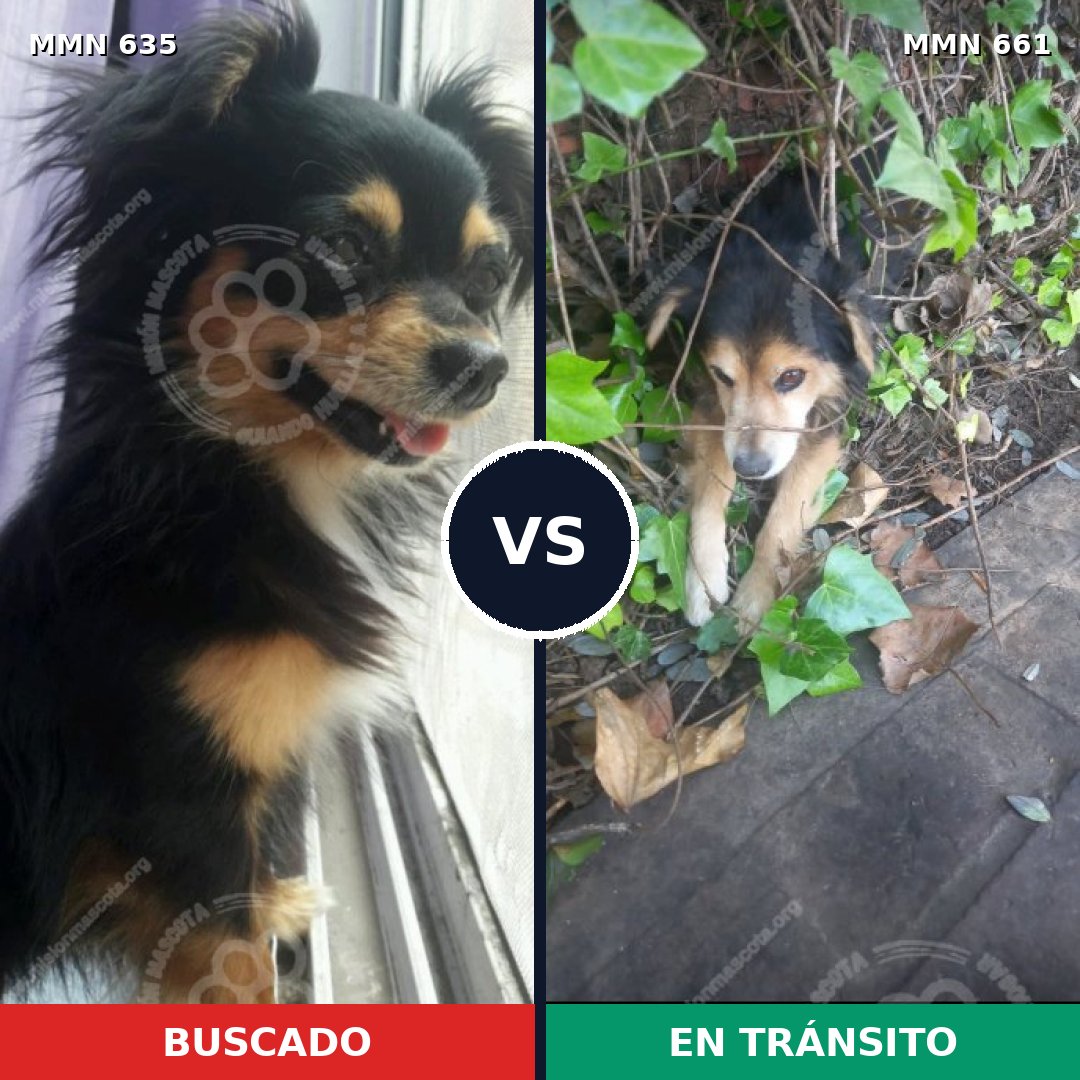 Comparativa MMS 9246: mascota perdida y mascota encontrada, 38% de similitud