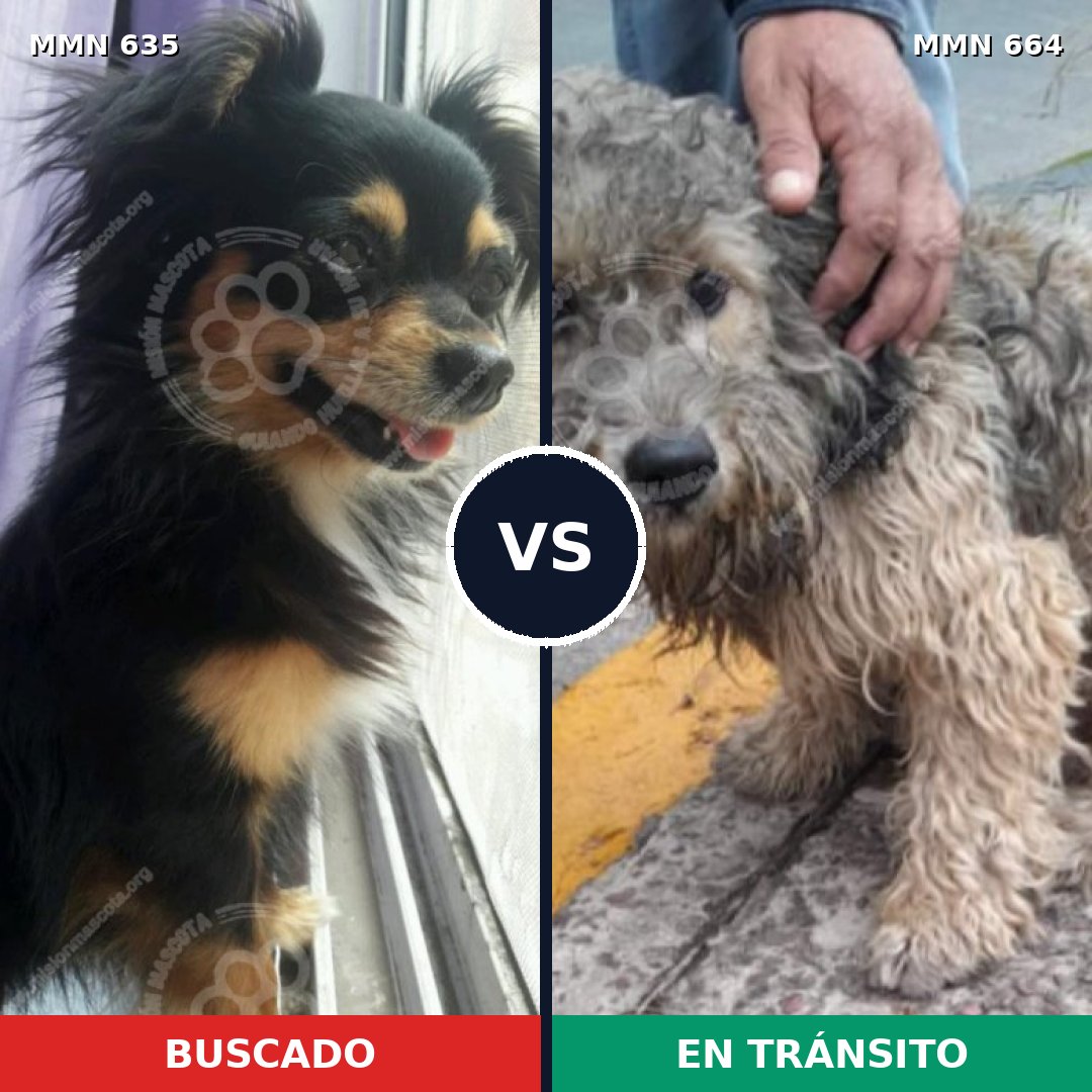 Comparativa MMS 9247: mascota perdida y mascota encontrada, 28% de similitud