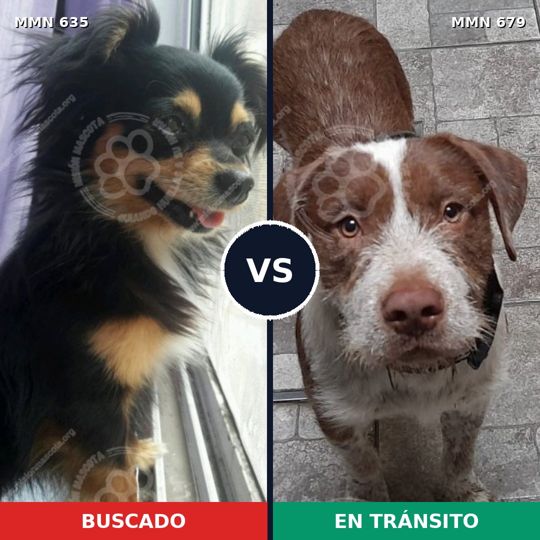 Comparativa MMS 9249: mascota perdida y mascota encontrada, 26% de similitud
