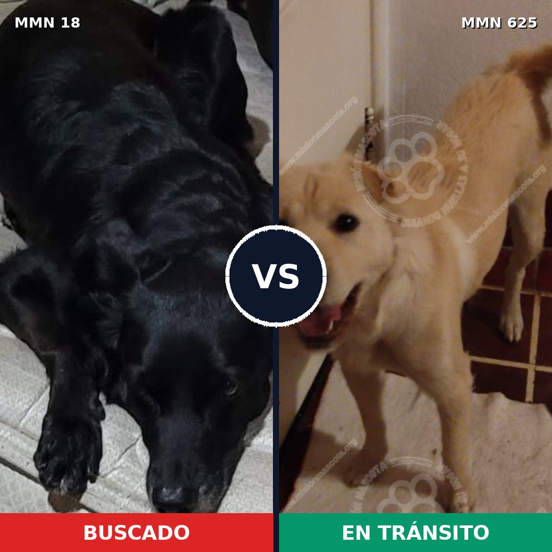Comparativa MMS 925: mascota perdida y mascota encontrada, 55% de similitud